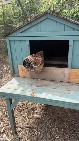 A chicken with brown, black, and white feathers sits on a wooden ramp leading into a teal-colored chicken coop. The chicken is facing away from the camera and appears to be looking into the dark interior of the coop. The coop has a pitched roof and an open doorway. The ramp is made of unfinished wood. The ground around the coop is covered in dirt and straw. In the background, there is greenery, possibly bamboo, and a wire fence overhead.