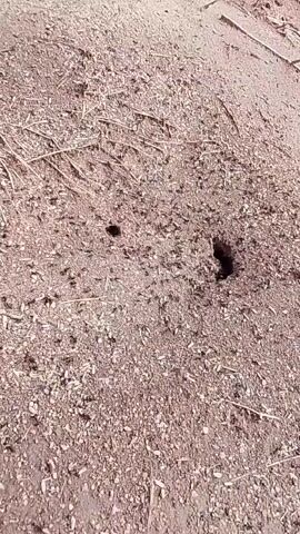 The video shows an ant colony with two visible entrance holes in the ground. Ants are seen moving around the entrances. The ground is covered with small pebbles, dirt, and pieces of dried grass. There is the sound of wind.