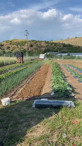 The video shows an outdoor agricultural field under a blue sky with scattered white clouds. The camera pans slowly from left to right, revealing multiple rows of cultivated plants. On the far left, there are rows of green leafy vegetables and what appear to be onions. Next to these is a row of tilled, dark brown soil. Further to the right, several rows feature plants, possibly squash or zucchini, growing through holes in black plastic mulch laid on the ground. A large roll of black material, likely more plastic mulch, is on the grass in the immediate foreground, along with a white bucket. In the background, hills are visible on the left, and a fence line runs across the middle ground. Beyond the fence, a white camper van is parked, and further right, industrial-looking structures and trees are visible. A white tarp or plastic bag is snagged on a post in the mid-ground. Power lines and a utility pole are also present.
