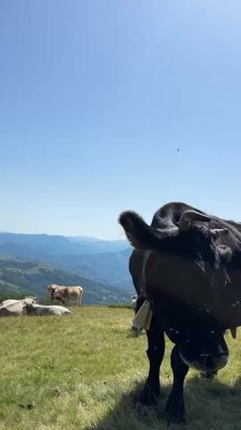 A black cow with a bell around its neck stands in the foreground of a grassy field. Its head is turned to the left, and it is looking towards the camera. In the background, several other cows are grazing. The field is sloped, and in the distance, there are rolling hills and mountains under a clear blue sky.