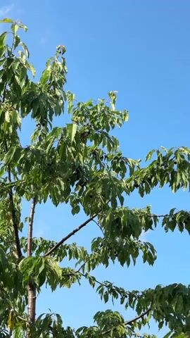 The video shows a close-up shot of a cherry tree with ripe cherries hanging from its branches. The camera pans upwards, revealing the lush green leaves and dark red cherries against a clear blue sky. The sunlight filters through the leaves, creating a dappled effect. A few branches are visible, extending diagonally across the frame. No people or other animals are seen in the video. The scene appears to be outdoors, likely in a garden or orchard, on a sunny day.