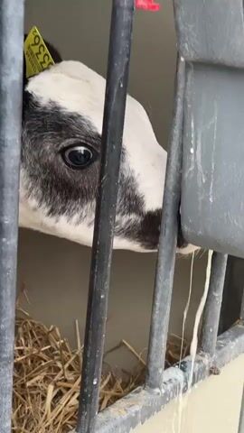 A calf is seen drinking milk from a gray feeder. The calf's head is partially visible through black bars. The feeder is mounted on a railing, and milk is dripping down the side of the feeder and onto the railing. The background consists of straw bedding.