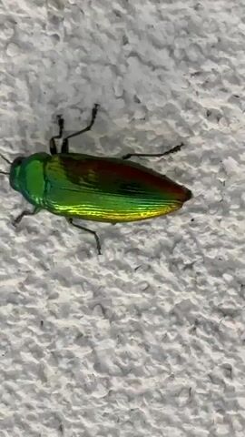 A close-up, slightly blurry video shows a metallic green beetle with iridescent red and yellow markings on its back. The beetle is positioned horizontally on a textured, off-white surface, likely a wall. It has six black legs and two antennae. The beetle's body is elongated and somewhat flattened. The lighting suggests it could be daytime, but it's difficult to determine the exact time of day or weather conditions from the image alone. The setting appears to be outdoors, possibly on a building exterior in Vicenza, Italy, given the context. The beetle is mostly stationary, with very slight movements throughout the short clip. There is no visible text in the media. The overall impression is a clear, focused view of the insect's vibrant colors and metallic sheen against a neutral background.