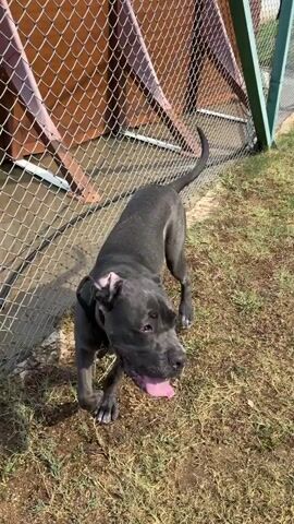 A medium shot captures a dark-colored dog with a grey collar on a grassy field. The dog is in the foreground, facing to the right of the frame. Its body is muscular, and its tail is held high. Behind the dog, a chain-link fence runs horizontally across the image. The fence encloses a grassy area, suggesting a dog park or a fenced yard. In the background, trees and a building are visible. The sky is cloudy, hinting at a potentially overcast or changing weather. The overall scene depicts a dog in an outdoor enclosure, possibly playing or exploring. The time of day appears to be daytime. The location is identified as Varben, Bulgaria.