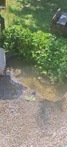 The video captures an outdoor scene in Razhdavitsa, Bulgaria, during bright daylight. A small, shallow puddle of murky water is visible in the center, surrounded by a gravel path in the foreground and dense green foliage, likely bushes or plants, in the background. A small, dark-colored animal, possibly a snake or an eel-like creature, is actively moving and splashing in the water. The animal is partially submerged and appears to be wriggling. Sunlight casts shadows, indicating a sunny day. A wooden structure is partially visible on the right side of the frame. No people or text are visible.