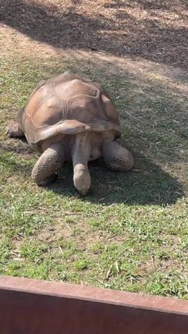 A large tortoise with a brown shell is walking on grass. The tortoise's head is down, and its legs are visible. The tortoise is in an outdoor enclosure, with dirt and trees in the background. A wooden fence is in the foreground.