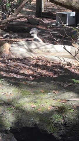 The video shows a skunk lying on a concrete surface in an enclosure.  The skunk has a prominent white stripe on its back. The area surrounding the concrete has leaves, moss, and tree roots, with dappled sunlight filtering through the trees. A white structure is visible in the background, likely part of the enclosure. The camera remains stationary throughout the video.