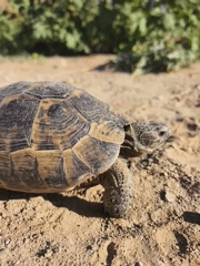 Tortoise on sandy ground, Kuşadası