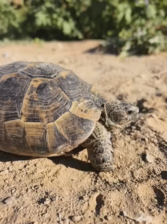 Tortoise on sandy ground, Kuşadası