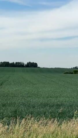 The video shows a drone flying over a vast, green field of crops on a bright, sunny day. The field extends to the horizon, where it meets a line of lush green trees. The sky is a clear blue, with a few wispy white clouds. The drone's perspective shifts slightly as it moves, offering a panoramic view of the rural landscape. The tall grass in the foreground appears to be a different crop or wild vegetation, adding a layer of texture to the scene. The overall impression is one of peacefulness and natural beauty.