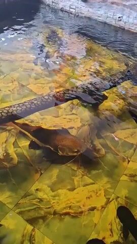 The video shows a clear body of water, likely a pond or a constructed pool, with several fish swimming in it. The fish have dark bodies and are moving at a leisurely pace. The bottom of the pool is decorated with yellow-tinted, irregular tile patterns, adding visual interest. A dark branch or log is partially submerged in the water, providing a natural element to the scene. The pool is bordered by a gray stone edge. The water's surface reflects light, adding a shimmering effect to the scene. The video captures a tranquil moment in a constructed aquatic environment, focusing on the serene movement of the fish and the overall calmness of the setting.