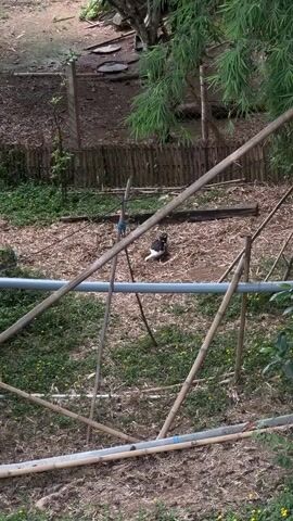 A black and white bird is seen walking in an outdoor enclosure. The enclosure is fenced and contains some bamboo plants. There are also some bamboo poles and pipes that appear to be part of a structure or support system within the enclosure. The ground is covered with dirt, mulch, and some patches of grass with small yellow flowers. In the background, there is a larger tree and a more densely wooded area. The lighting suggests it is daytime.