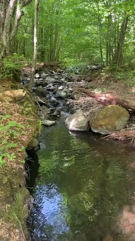 The camera looks down at a creek flowing through a forest. The water flows from the top of the frame down into a deeper, greener pool below. Large rocks are in and alongside the water. The water reflects the light. Green trees and foliage surround the creek. The area is shaded.