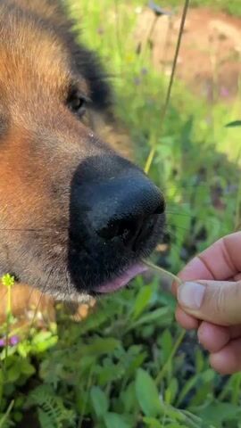 A close-up shot shows a dog's nose sniffing a small sprig of flowers held by a person's hand. The dog has brown and black fur. The background is blurred green grass and wildflowers, suggesting an outdoor setting. The dog gently nuzzles the flowers.