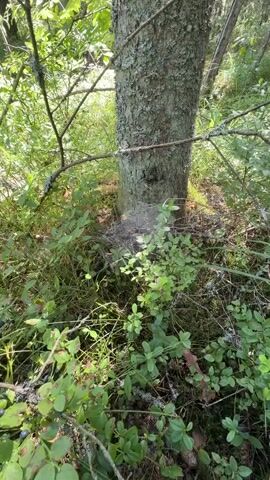 A close-up video shows a large, intricate spiderweb wrapped around the base of a tree in a forest. The web is dense and appears to have caught a significant amount of debris, including small leaves and possibly insect remains. The surrounding area is overgrown with lush green foliage, likely blueberry bushes, and the ground is covered in moss and other forest floor vegetation. Sunlight filters through the trees, illuminating the delicate strands of the web and casting dappled shadows. The camera slowly zooms in on the web, revealing its complex structure and the tiny details of the captured material. There are no people or animals visible in the video.