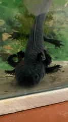 Dark axolotl observed resting in aquarium tank, La Paz