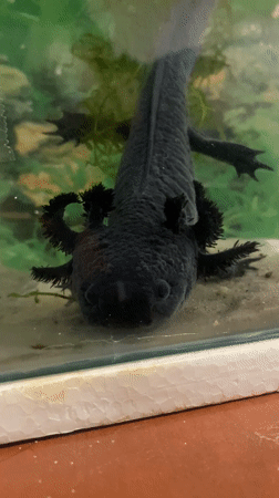 Dark axolotl observed resting in aquarium tank, La Paz