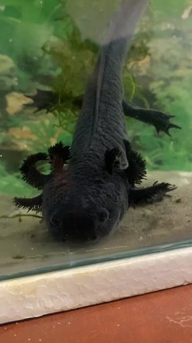 Dark axolotl observed resting in aquarium tank, La Paz