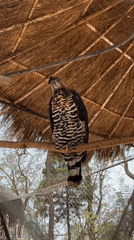 Zoo visitors document wildlife at Jos facility during morning hours