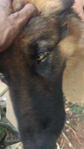 In a close-up shot, a person with dark skin is seen gently petting the head of a large German Shepherd dog. Another person's arm, with lighter skin and a ring on the finger, is also visible petting the dog's head from behind. The dog has brown and black fur and dark, attentive eyes, appearing calm and content as it receives affection.

The scene appears to be outdoors or in a semi-enclosed area, with a red wall partially visible in the background and a textured ground that looks like dirt or concrete. A white t-shirt worn by one of the individuals has a partial text that seems to read "RL" or "GIRL". A piece of paper or cloth with unreadable text is also briefly visible on the ground near the dog. The focus is primarily on the interaction between the people and the dog, highlighting a moment of gentle petting.