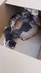 Cat mom and kittens in a box, Ümraniye morning