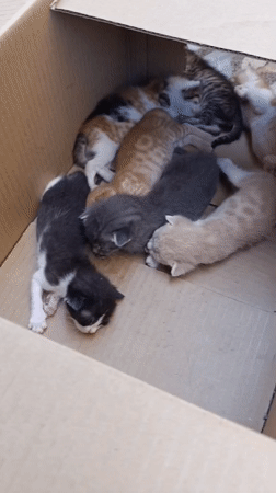Cat mom and kittens in a box, Ümraniye morning