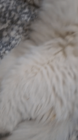 Lazy morning in Tashkent with a very comfortable cat