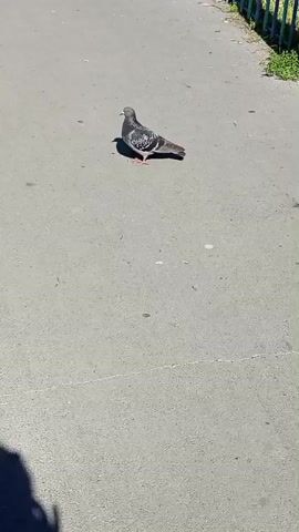 A pigeon stands on a paved walkway with a shadow of a person in the lower left corner. The pigeon turns its head and looks around, then walks away from the camera. In the background, a fence with colorful vertical slats runs along the right side of the walkway, with green foliage behind it. The walkway extends into the distance, where a person is walking away from the camera. The pigeon eventually takes flight, casting a shadow on the walkway as it flies towards the person in the distance.