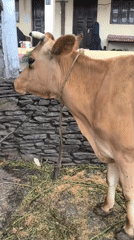 Rural homestead life in Haini: livestock, open fires, and quiet surroundings