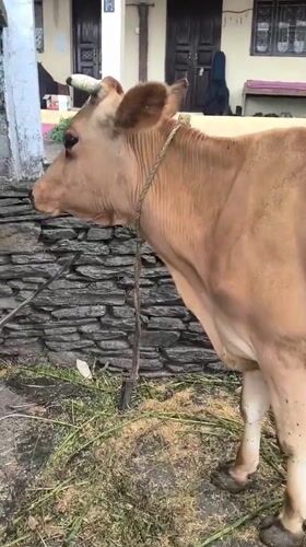 Rural homestead life in Haini: livestock, open fires, and quiet surroundings