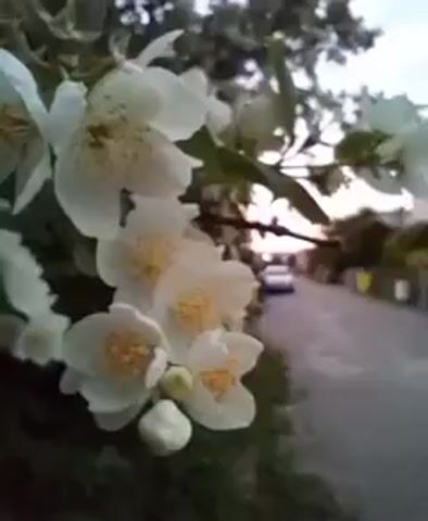 This is a close-up shot of white jasmine flowers with yellow centers, which are in focus in the foreground. The flowers are attached to a branch with green leaves. In the background, a blurred street is visible, with a white car parked on the side of the road. The sky appears to be dusk or dawn with a soft, warm light. The overall scene evokes a sense of peacefulness and nature.