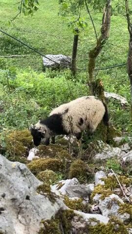 The video shows a sheep with a black face and legs and a cream-colored body standing on rocky ground covered with moss and some vegetation. The sheep is walking slowly, seemingly foraging for food. A fence line is visible in the background, and the area appears to be a pasture or field with scattered trees. The camera is positioned behind a large rock. The sound of the sheep bleating can be heard.