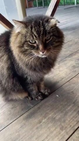 The video shows a close-up of a brown tabby cat with long fur sitting on a wooden floor. The cat has green eyes and white whiskers, and its ears are pointed. The camera zooms in on the cat's face and then pans around its head. The background is blurred, but it appears to be an outdoor porch or deck.
