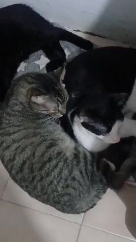 The video shows four cats huddled together on a patterned mat. One cat is predominantly black and lies in the background. In the center, two cats are curled together. One has a tabby pattern with gray and black stripes, and the other is black and white. A third cat, mostly white with some gray markings, is interacting with the black and white cat, appearing to nuzzle it. A fourth cat, mostly grey, is visible in the foreground, with its head facing right. The environment appears to be indoors, with a tiled floor and a light-colored wall in the background.