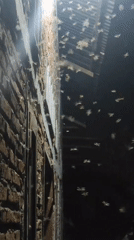 Insect swarm spotted between buildings in Lhokseumawe at night