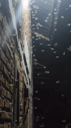 Insect swarm spotted between buildings in Lhokseumawe at night