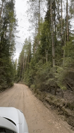 Forest drive documented on dirt road near Steklyannyi, Russia