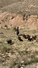Men load livestock onto bus in Loralai, Pakistan