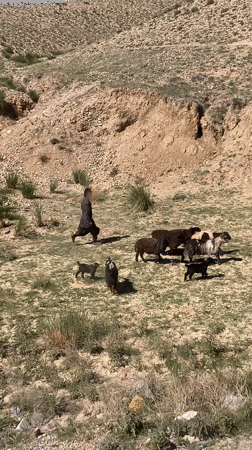 Men load livestock onto bus in Loralai, Pakistan