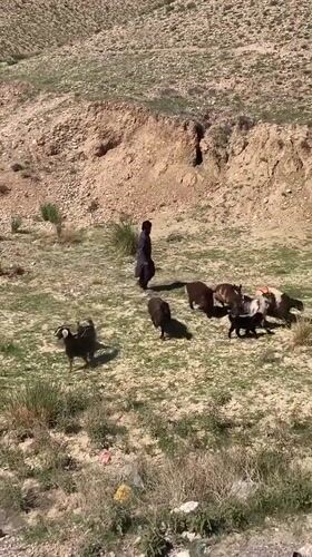 Men load livestock onto bus in Loralai, Pakistan