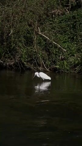 A little egret stands in shallow, dark water against a backdrop of dense green foliage and tangled branches. The bird is entirely white with a slender, dark beak and appears to be looking down into the water, possibly foraging. Its reflection is clearly visible on the water's surface, which has slight ripples. The scene is brightly lit, suggesting it is daytime. The video captures a serene natural environment in Tinwell, United Kingdom.