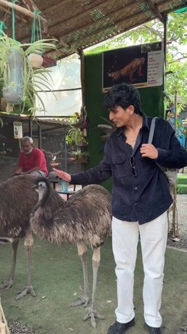 A young man with dark curly hair is standing next to two large emu birds, gently petting one on the neck. He is wearing a dark blue button-down shirt, white pants, and black shoes. A dark bag is slung over his shoulder, and sunglasses are hanging from the collar of his shirt. In the background, a man wearing a red shirt is sitting in what appears to be a bird shop, surrounded by cages. Greenery is abundant, including hanging plants and decorative foliage. A sign with text in a non-English language, and an image of an iguana, is visible on the right side of the frame. The ground is covered in artificial green turf. The overall setting appears to be a casual, outdoor enclosure.