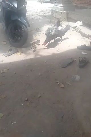 The video shows an outdoor scene with a motorcycle in the foreground. A chicken, possibly a rooster due to its size and plumage, is prominent in the center of the frame, interacting with several smaller chicks. The ground appears to be dirt or sand, with some scattered debris including leaves and plastic. In the background, there is a building constructed with bricks and a column structure. The lighting suggests it is daytime, with sunlight casting shadows. There are also what appear to be a pair of sandals and other miscellaneous objects scattered on the ground. The camera angle is tilted.