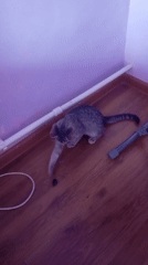 Morning cat activity around a Baksan home