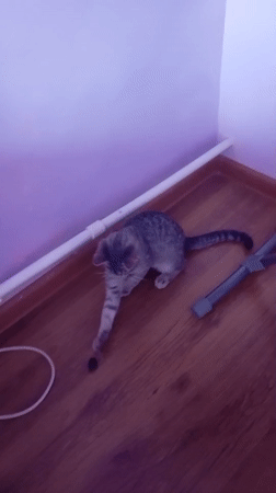 Morning cat activity around a Baksan home