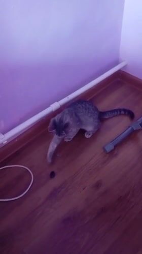 Morning cat activity around a Baksan home
