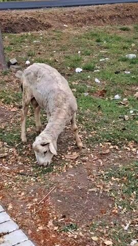 A sheep with patchy wool is grazing on grass and fallen leaves near a paved walkway and a tree. The ground is mostly covered with dry leaves and sparse grass. In the background, there is a dirt embankment and a road. The lighting suggests it is daytime.