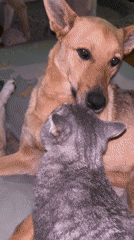 Dogs and cats sharing space in a Nizhny Tagil apartment
