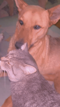 Dogs and cats sharing space in a Nizhny Tagil apartment