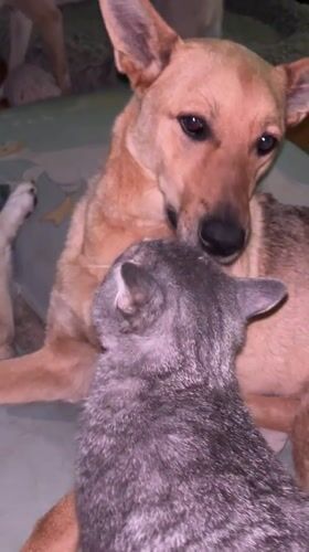 Dogs and cats sharing space in a Nizhny Tagil apartment